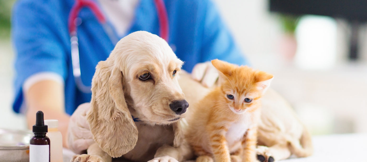 Veterinarian examining a puppy and a kitten at an animal clinic